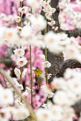 白と赤の梅の花とメジロ