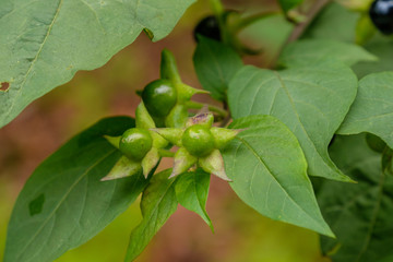 Unreife Früchte der Schwarzen Tollkirsche (Atropa belladonna)