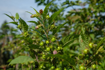 Unreife Schwarze Tollkirsche (Atropa belladonna)