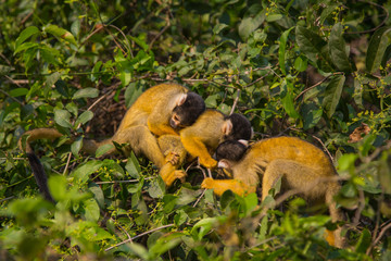 The mono amarillo chichi monkey