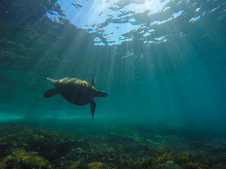 Fototapeta premium Turtle