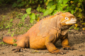 Iguana
