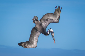 Pelican diving