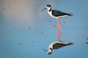 Black-necked Stilt in Galapagos