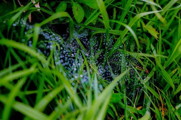 dew on grass