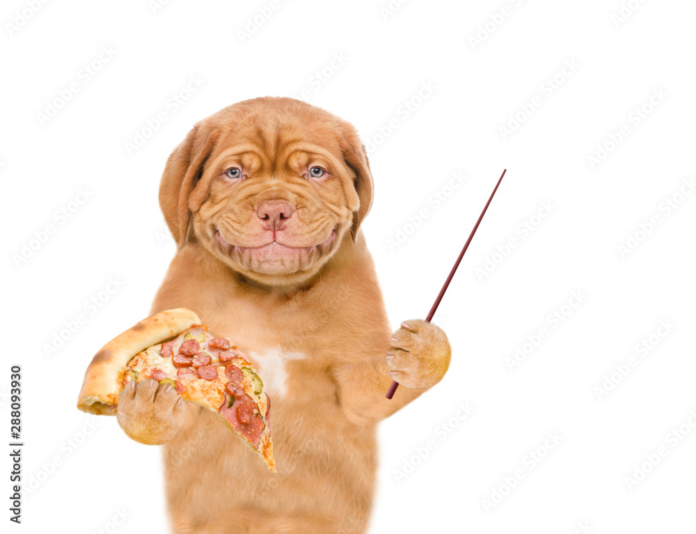 Poster Smiling puppy holding pizza and pointing away on empty space. isolated on white background