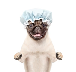 Pug puppy with shower cap. isolated on white background