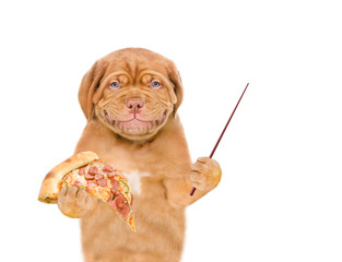 Smiling puppy holding pizza and pointing away on empty space. isolated on white background