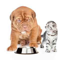 Baby kitten and mastiff puppy empty bowl look at each other. isolated on white background