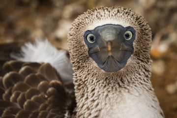 Blue Footed Boobie closeup