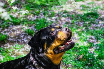 Rottweiler