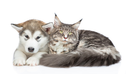Alaskan malamute puppy  and adult maine coon cat lying and looking at camera together.  isolated on white background