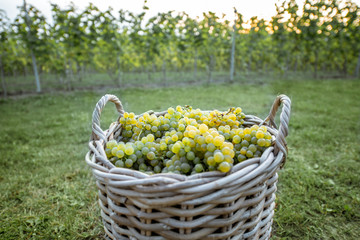 Wicker basket full of freshly picked up white grapes on the grass, harvesting fresh crop on the...