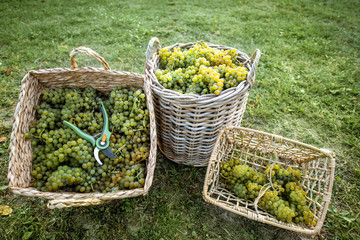 Wicker baskets full of freshly picked up white grapes on the grass, harvesting fresh crop on the vineyard