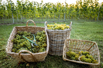 Wicker baskets full of freshly picked up white grapes on the grass, harvesting fresh crop on the...