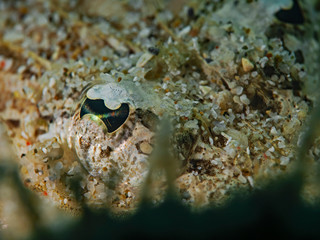  Halfspined-flathead eye, Blackblotch flathead eye (Sorsogona prionota)