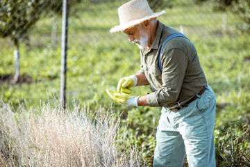 Senior well-dressed man picking up watercress seeds on an organic vegetable garden outdoors....