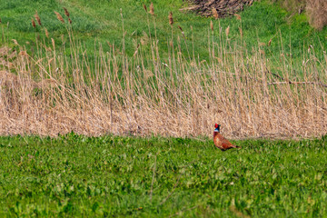 Pheasant in green grass on a meadow