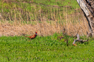 Pheasant in green grass on a meadow
