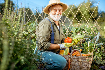 Senior well-dressed man picking up fresh vegetable harvest on an organic garden. Concept of growing...