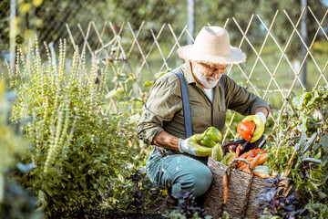 Senior well-dressed man picking up fresh vegetable harvest on an organic garden. Concept of growing...