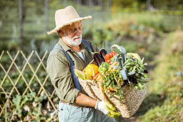 Portrait of a senior well-dressed agronomist with basket full of freshly picked up vegetables on the garden outdoors. Concept of growing organic products and active retirement