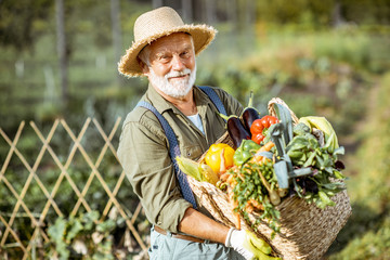 Portrait of a senior well-dressed agronomist with basket full of freshly picked up vegetables on...