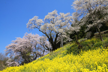 祭田の桜(福島県・二本松市)
