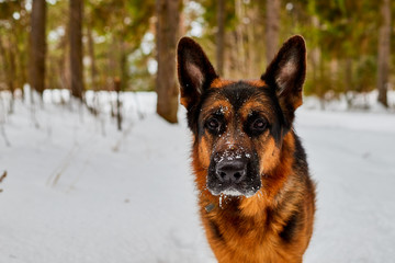 Dog German Shepherd in a winter day