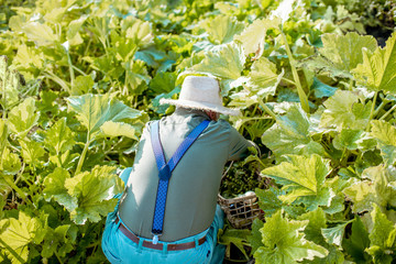 Senior well-dressed agronomist picking up zucchini on an organic garden during a sunny weather....