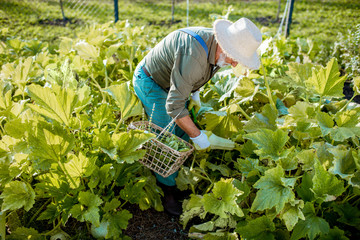 Senior well-dressed agronomist picking up zucchini on an organic garden during a sunny weather. Concept of growing organic products and active retirement