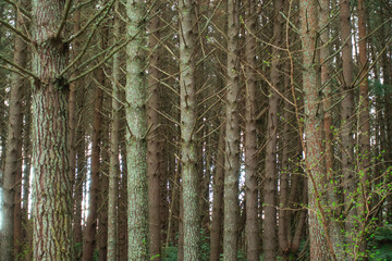 Pine Forest in Rotorua 