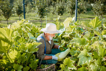 Senior well-dressed agronomist picking up zucchini on an organic garden during a sunny weather....