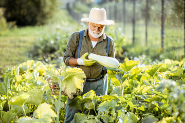 Senior well-dressed agronomist picking up zucchini on an organic garden during a sunny weather....