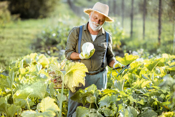 Senior well-dressed agronomist picking up zucchini on an organic garden during a sunny weather....