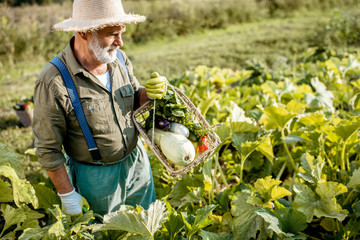 Senior well-dressed agronomist picking up zucchini on an organic garden during a sunny weather....