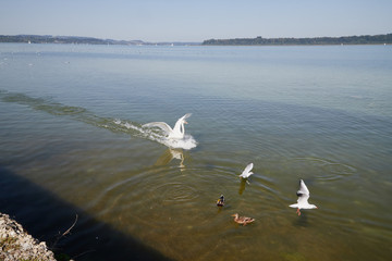 Migratory birds, ducks and swans swim in a park on a lake or river