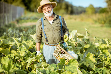Portrait of a senior well-dressed agronomist with basket full of freshly picked up vegetables on...