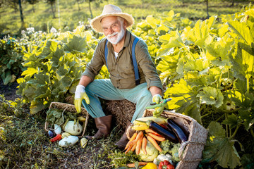 Portrait of a senior well-dressed agronomist with freshly picked up vegetables on the garden...
