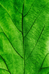 Fototapeta na wymiar Surface of green leaves.