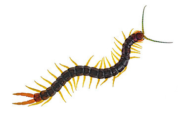 Scolopendra cingulata, also known as Megarian banded centipede, and the Mediterranean banded centipede. Isolated on white