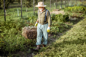 Senior man carrying hay on an organic vegetable garden during the sunny day outdoors. Concept of...