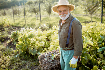 Senior man carrying hay on an organic vegetable garden during the sunny day outdoors. Concept of growing organic products and active retirement