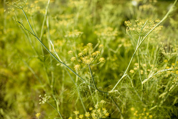 Fennel herb growing on organic bed, background image