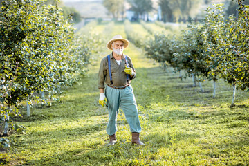 Full body portrait of a senior well-dressed man as a gardener standing in the beautiful apple orchard on a sunny evening. Concept of fruit gardening on retirement age