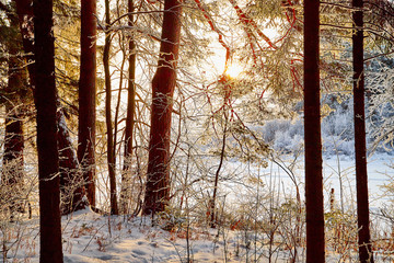 Snow covered trees in a winter forest. Red trunks of pine trees