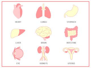 human organs