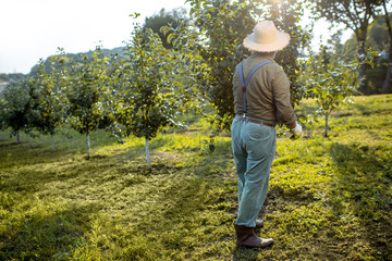 Senior well-dressed man as a gardener taking care of trees in the beautiful apple orchard on a sunny evening. Concept of fruit gardening on retirement age