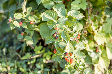 Branches with blackberries growing on the plantation