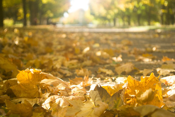 Autumn in the city park.